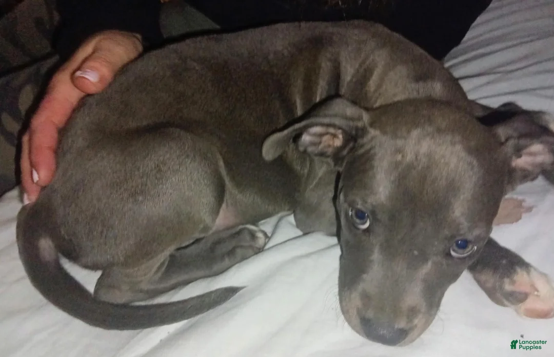 American Pit Bull Terrier dogs for sale: American Pit Bull Terrier 2 - Ad 1