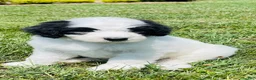 Sheepadoodle dogs for sale: Cookie  - Ad 1