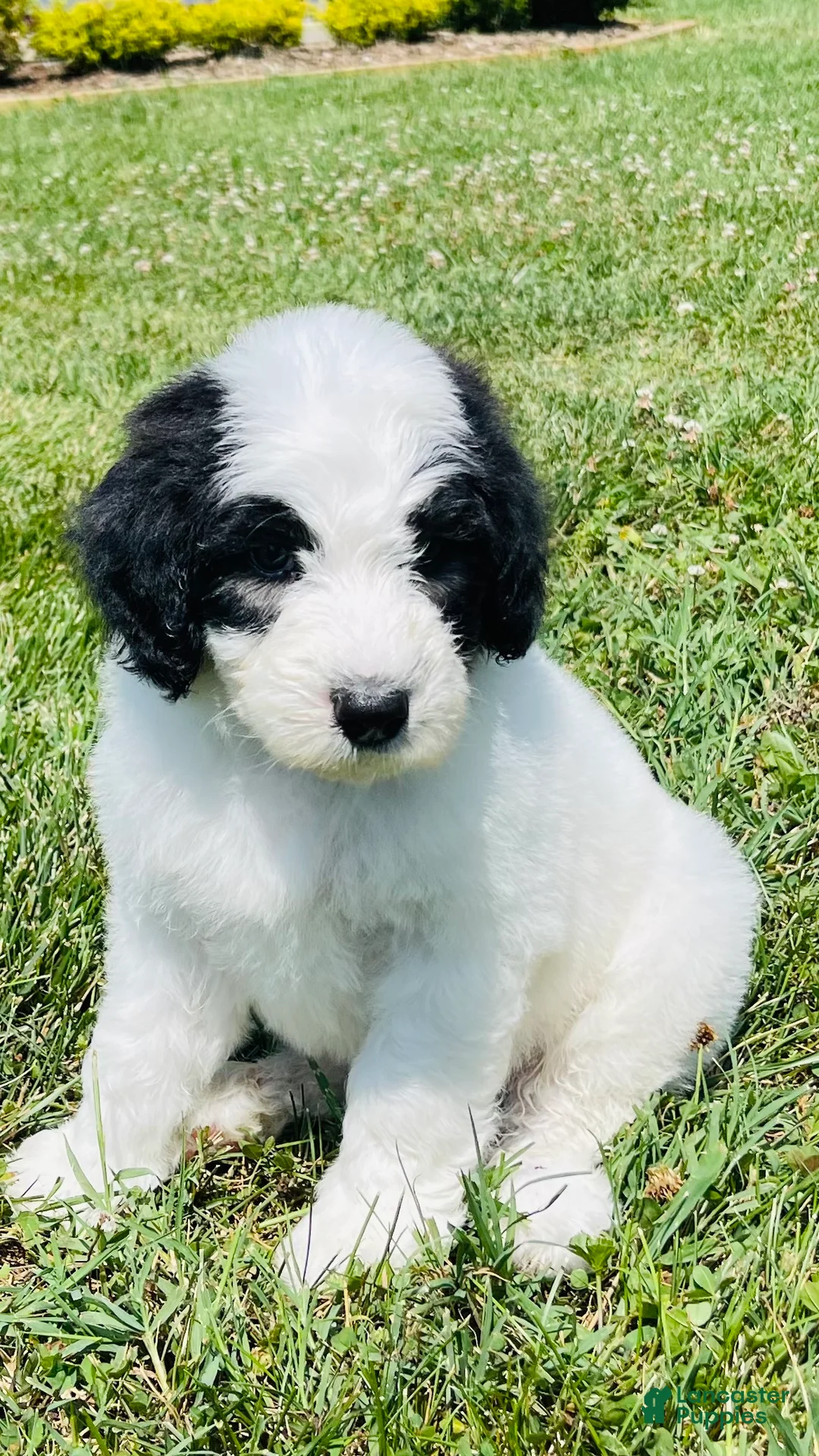 Sheepadoodle dogs for sale: Cookie  - Ad 1