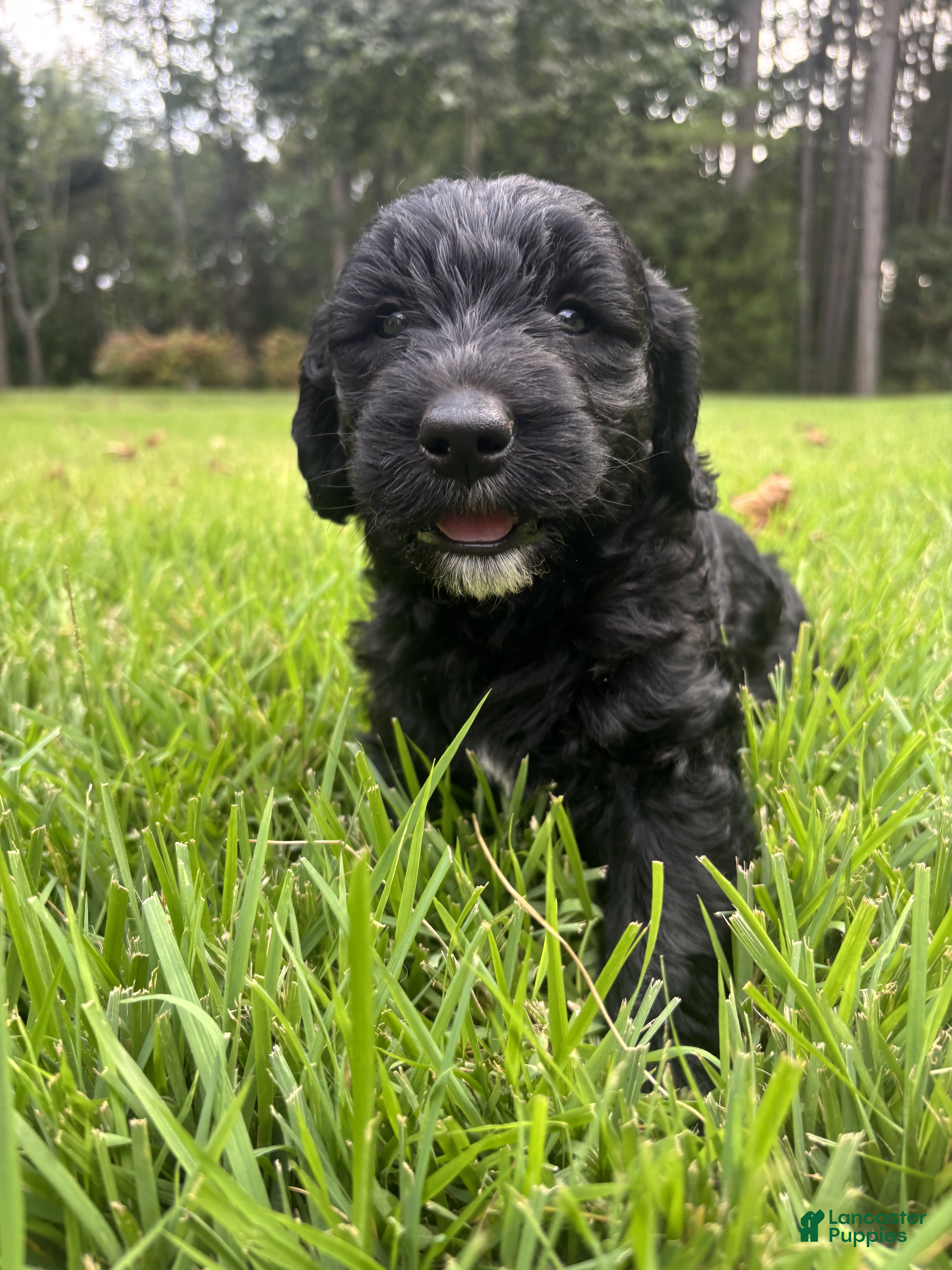 Goldendoodle dogs Luna - Ad 1