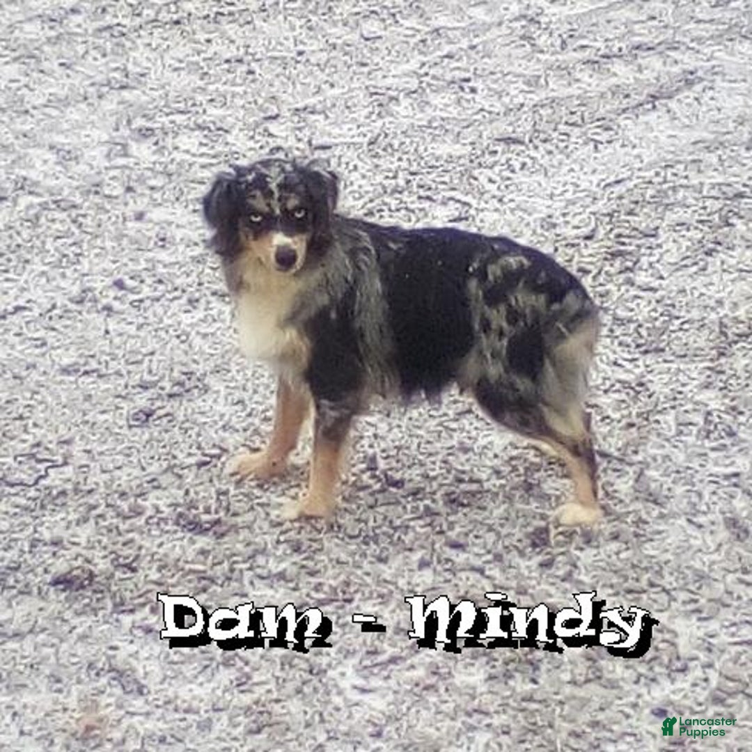 Mini Aussiedoodle dogs for sale: Sadie - Ad 10