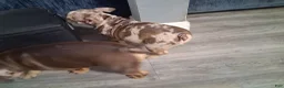 American Bully dogs for sale: American Bully Puppy 1 - Ad 21