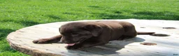Labrador Retriever dogs for sale: Dandy - Ad 1