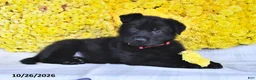 German Shepherd dogs for sale: Orion - Ad 5