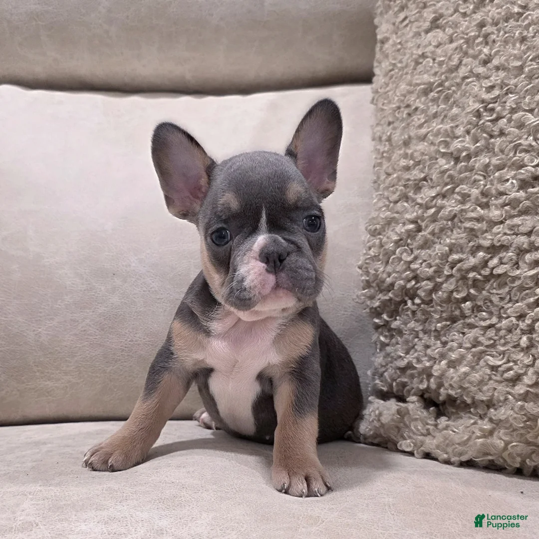 French Bulldog dogs for sale: Fletcher - Ad 4