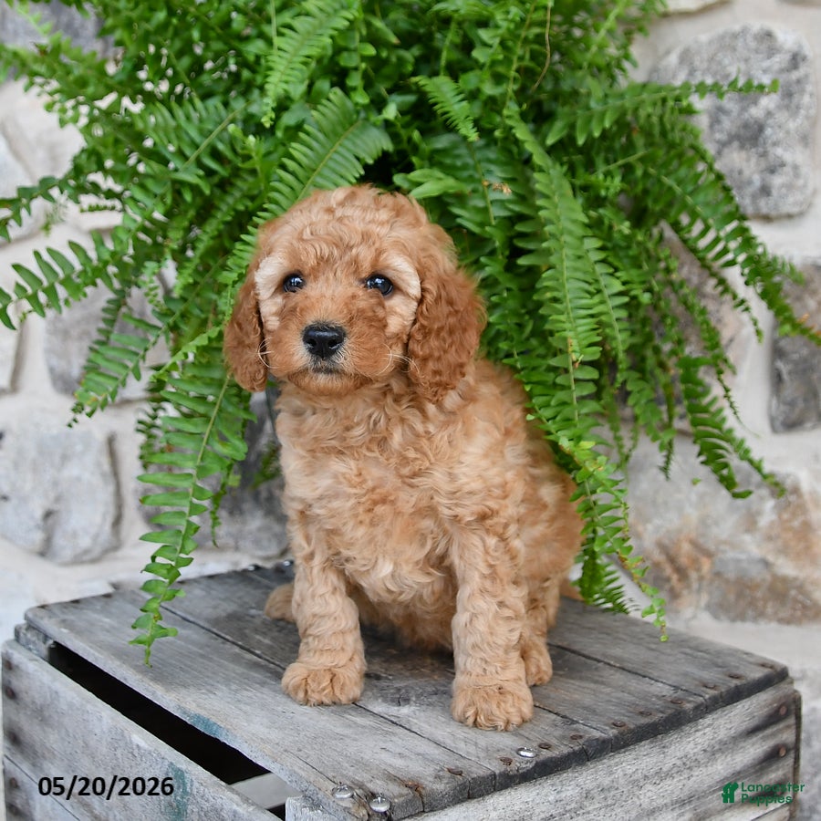 Mini Goldendoodle dogs Callie - Ad 2