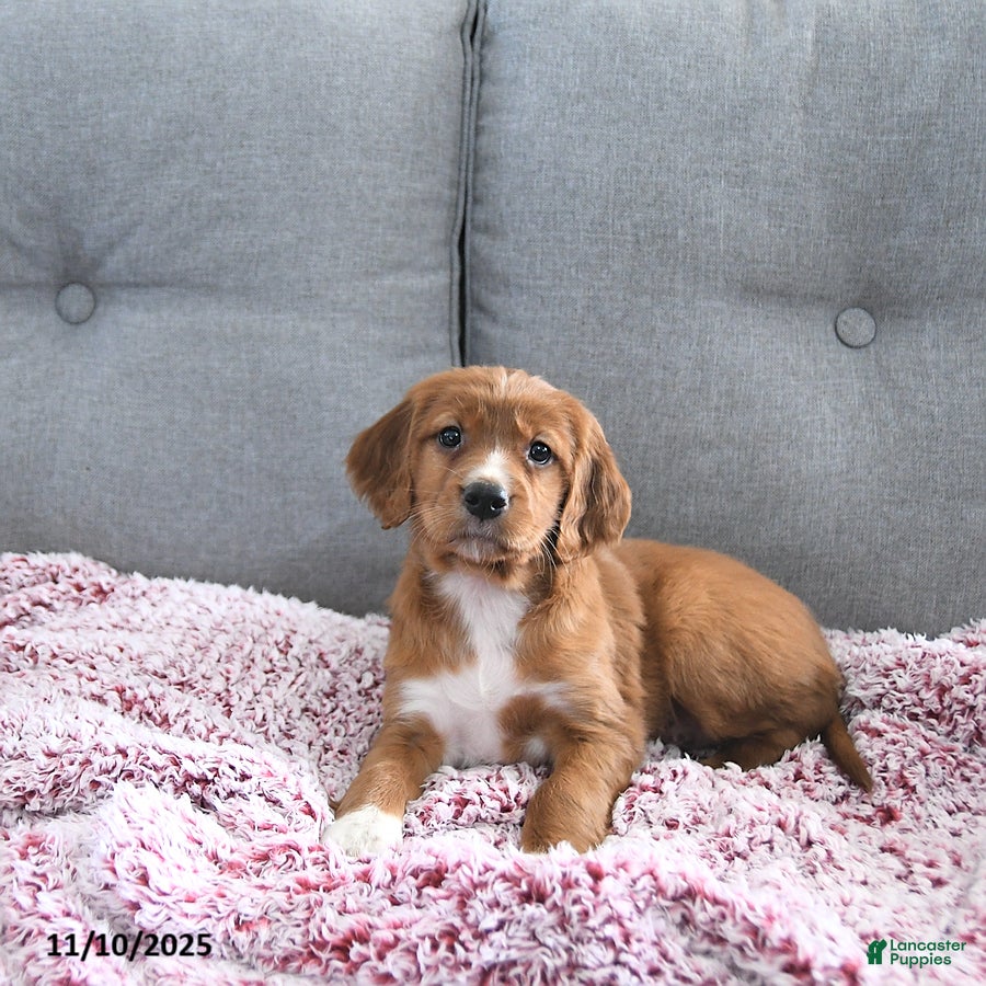 Mixed Breed dogs Ginger - Ad 2
