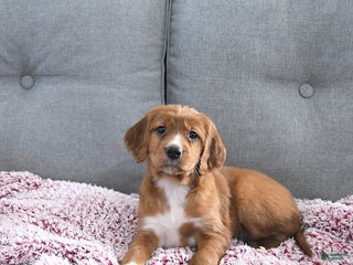 Mixed Breed dogs Ginger - Ad 3