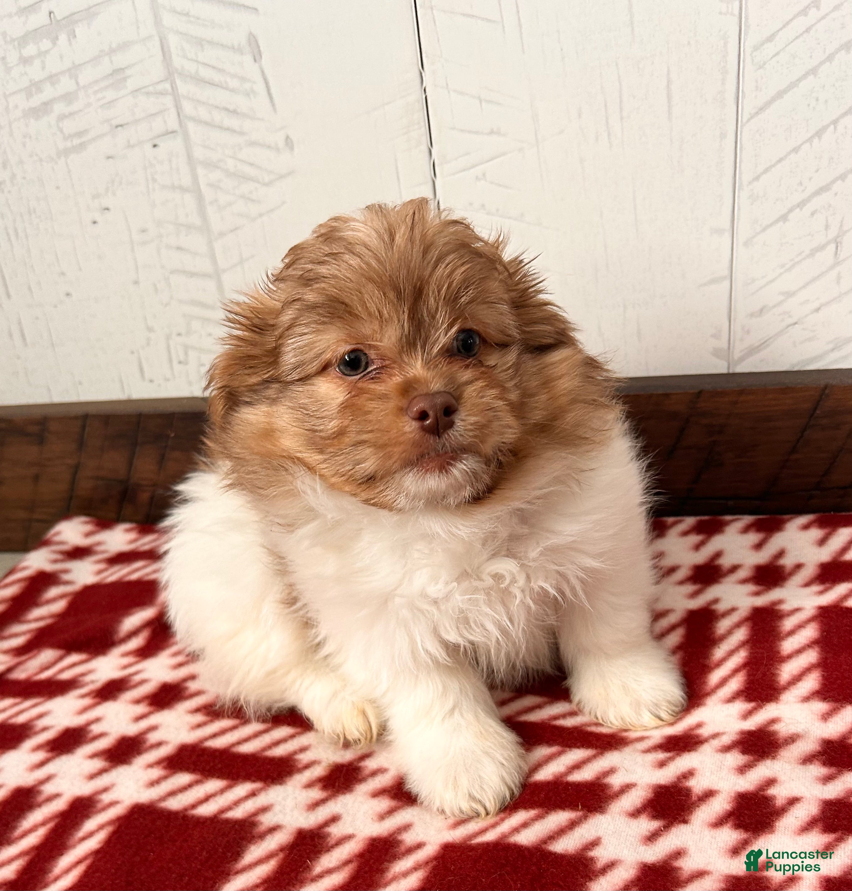 Mixed Breed dogs Gus - Ad 2