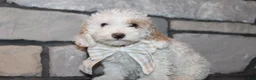 Miniature Poodle dogs for sale: Akc Jenna - Ad 1