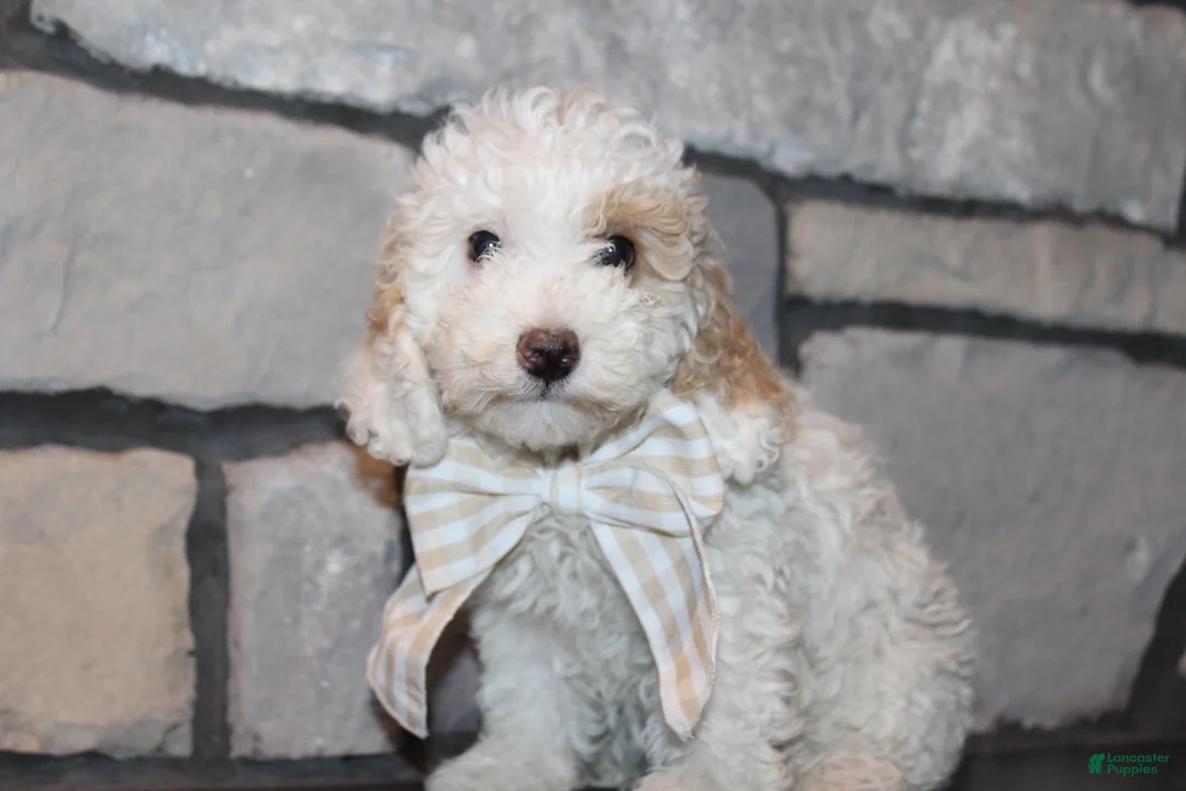 Miniature Poodle dogs for sale: Akc Jenna - Ad 1