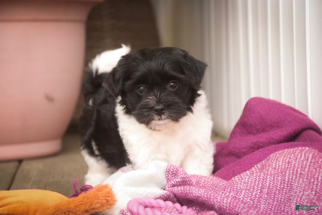 Havanese
