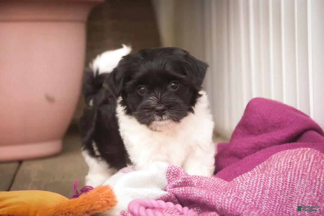 Havanese dogs for sale: Winnie Havanese  - Ad 1