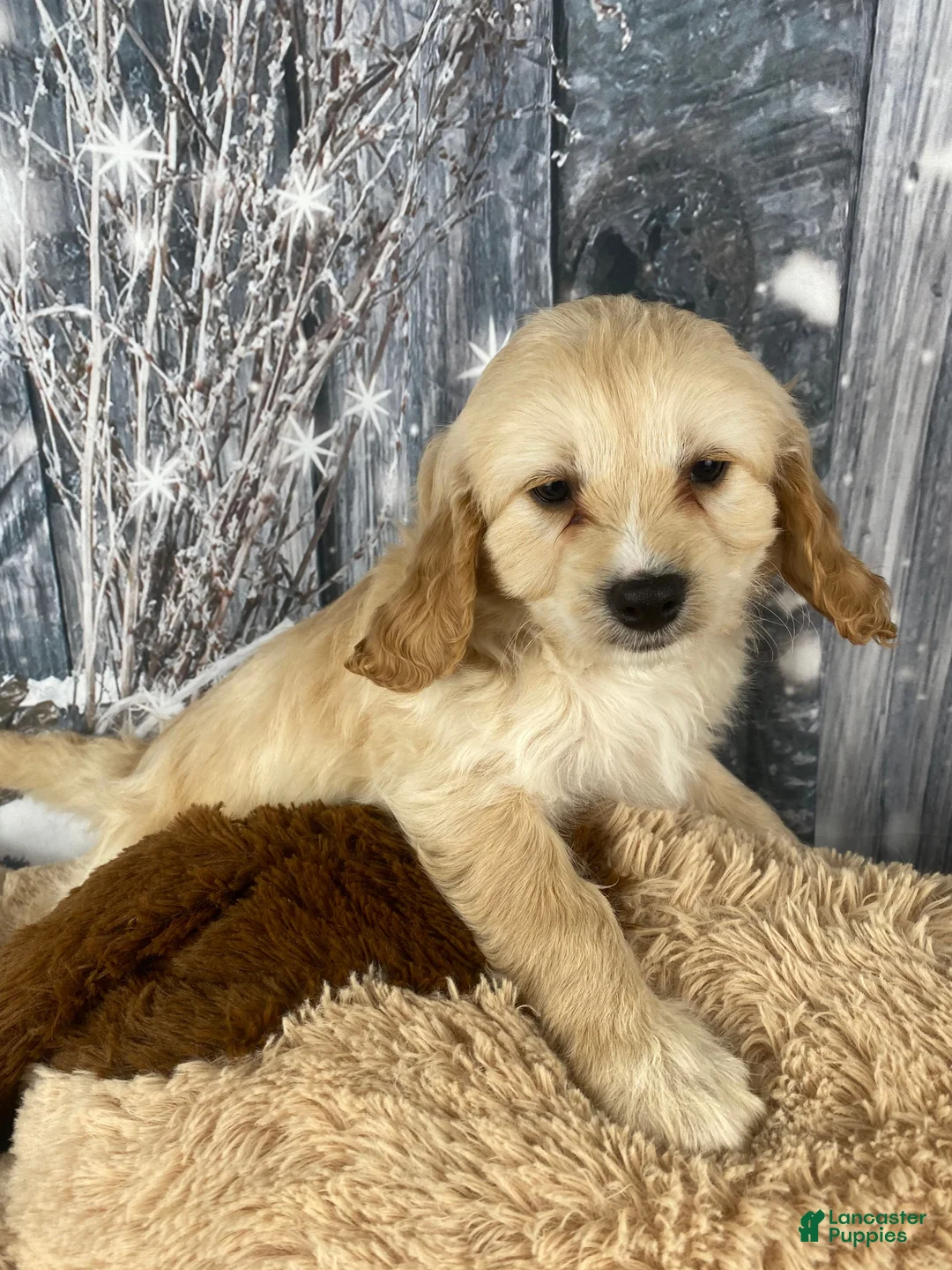 Cavapoo dogs for sale: Bonnie - Ad 10