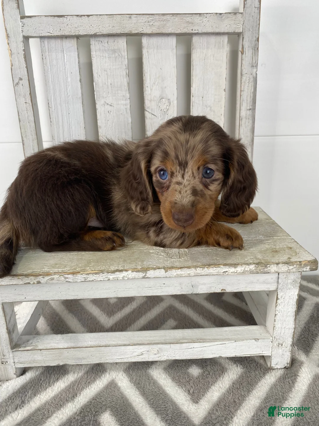 Miniature Dachshund dogs for sale: Rosie - Ad 8