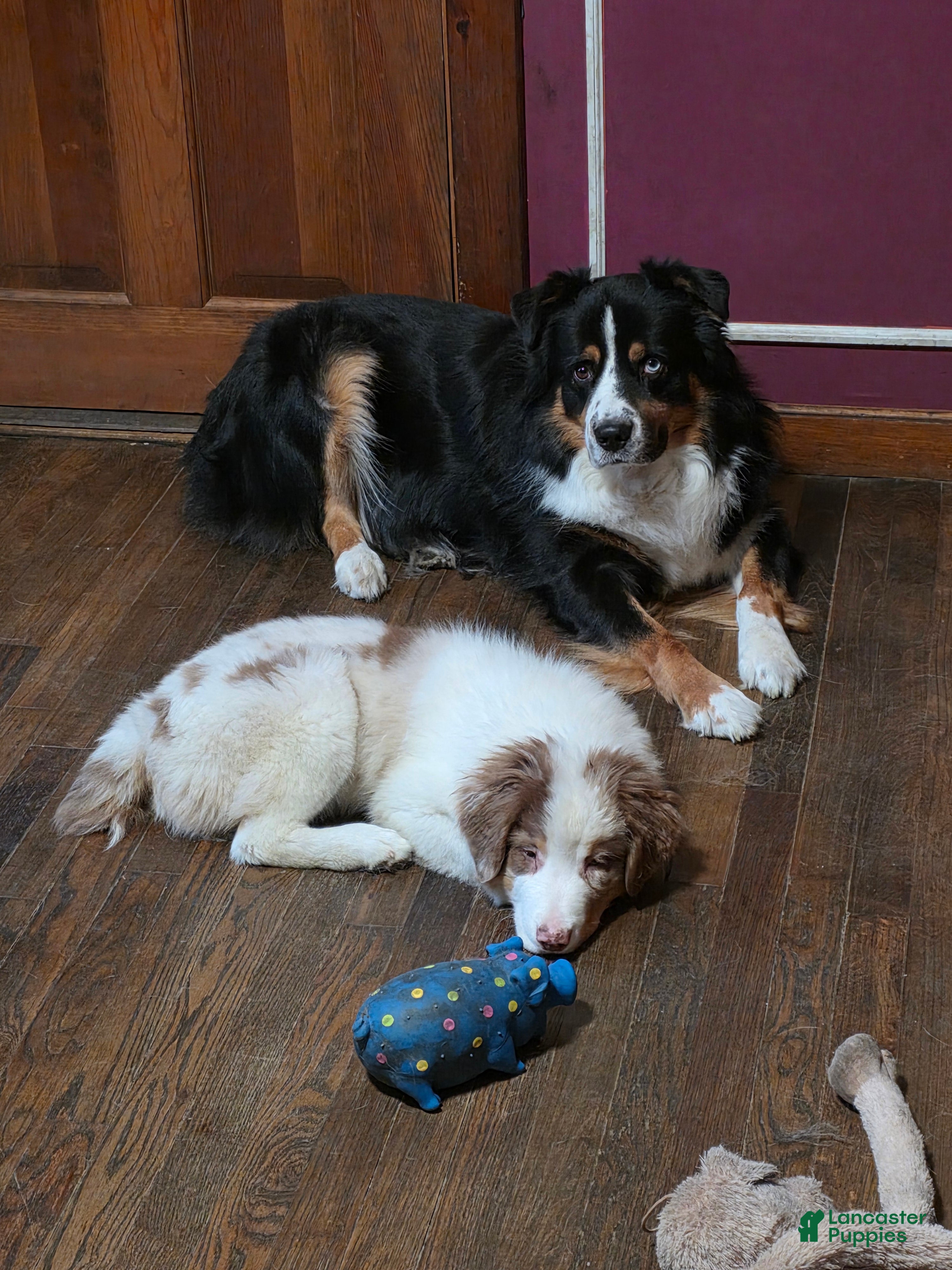 Australian Shepherd dogs for sale: Lucien - Ad 21
