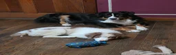 Australian Shepherd dogs for sale: Lucien - Ad 1