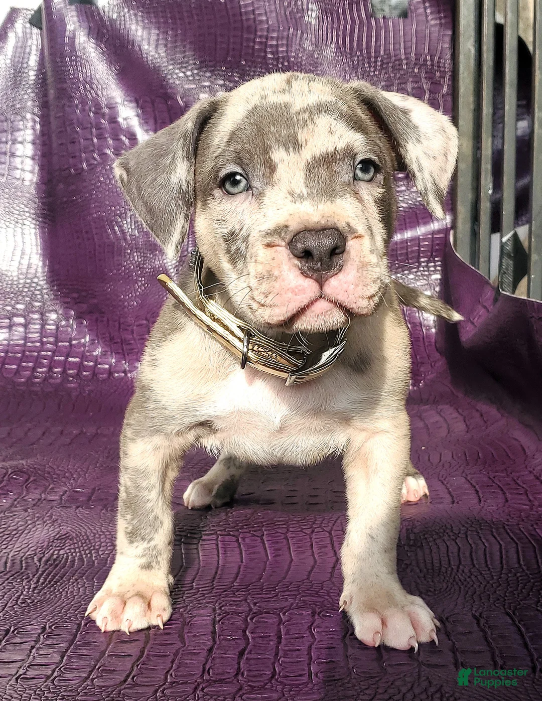 American Bully dogs for sale: "JAY Z" - Ad 2