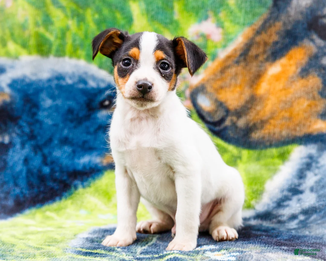 Mixed Breed dogs for sale: Toby - Ad 1
