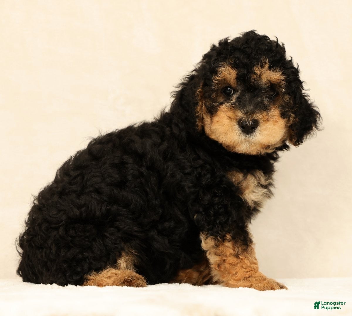 Mini Bernedoodle dogs Leo - Ad 2