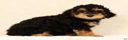 Mini Bernedoodle dogs for sale: Leo - Ad 2