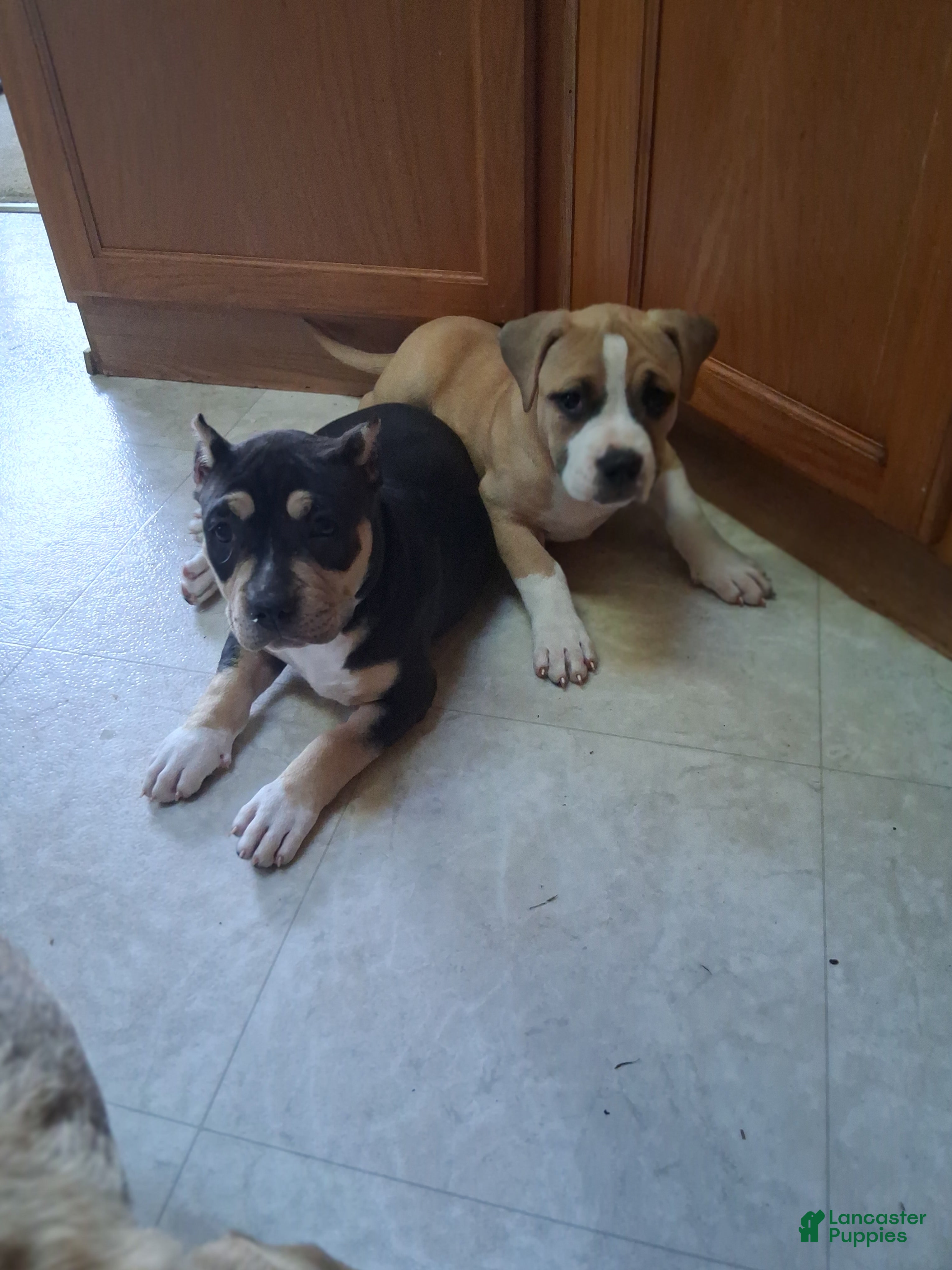 American Bully dogs Presha - Ad 1