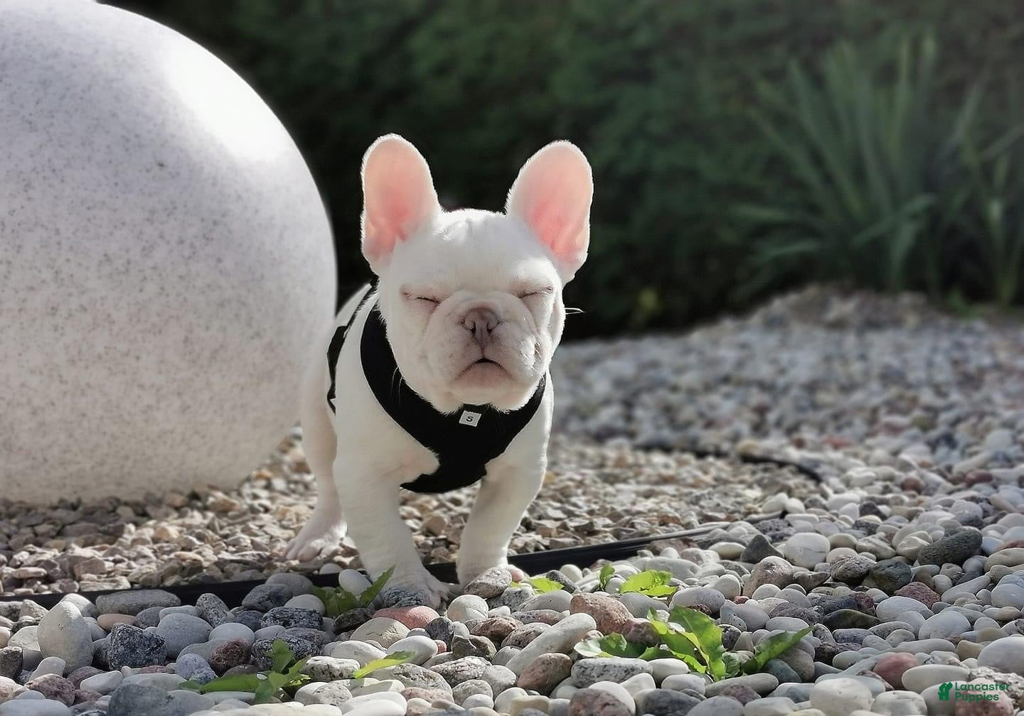 French Bulldog dogs Bella Frenchie Puppy - Ad 39