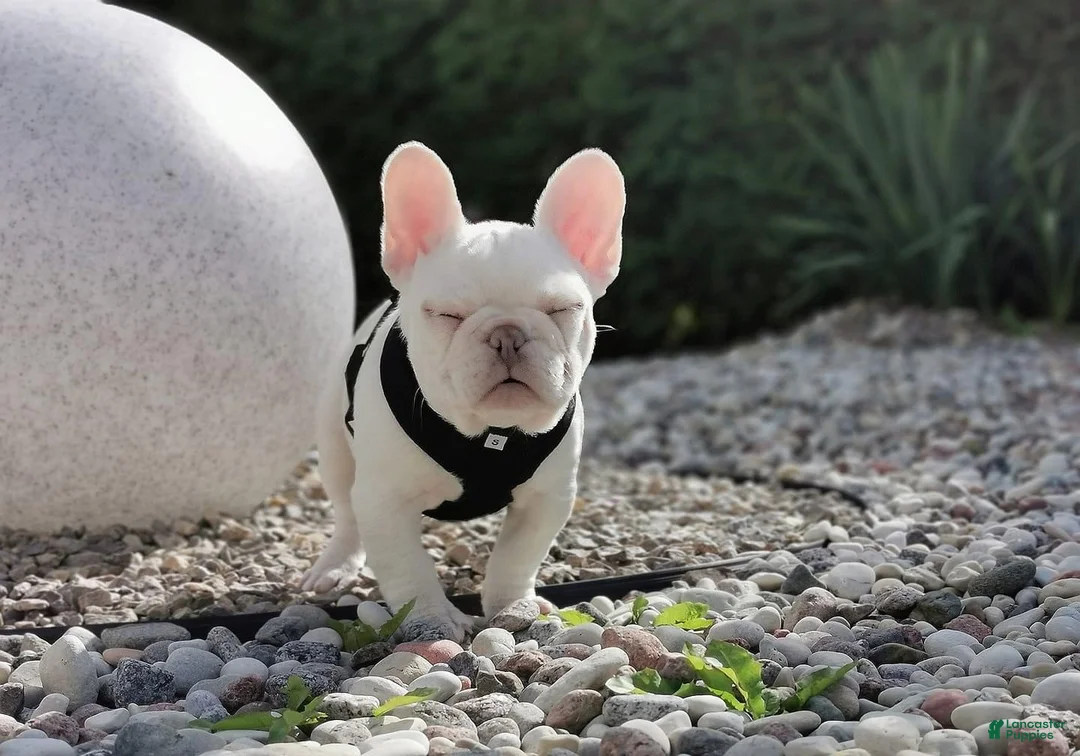 French Bulldog dogs for sale: Bella Frenchie Puppy - Ad 1