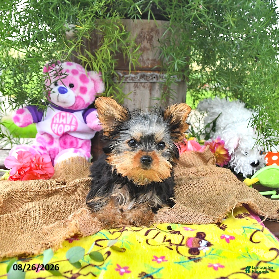 Yorkshire Terrier dogs Tessy - Ad 2