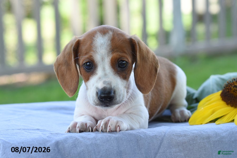 Miniature Dachshund dogs Theo - Ad 2