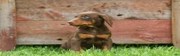 Doberman Pinscher dogs for sale:  Deacon (Red Rust) 🐶🖤🐾 - Ad 13