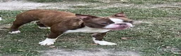 Boston Terrier dogs for sale: Dee - Ad 5