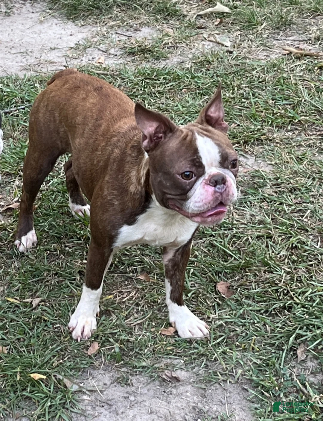 Boston Terrier dogs for sale: Dee - Ad 5