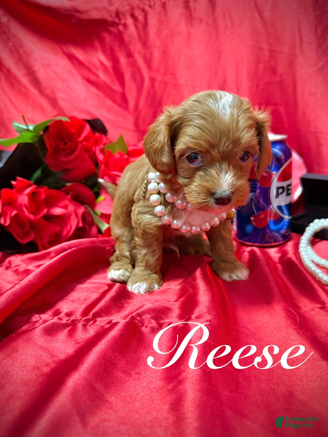 Yorkiepoo dogs for sale: Reese  - Ad 6