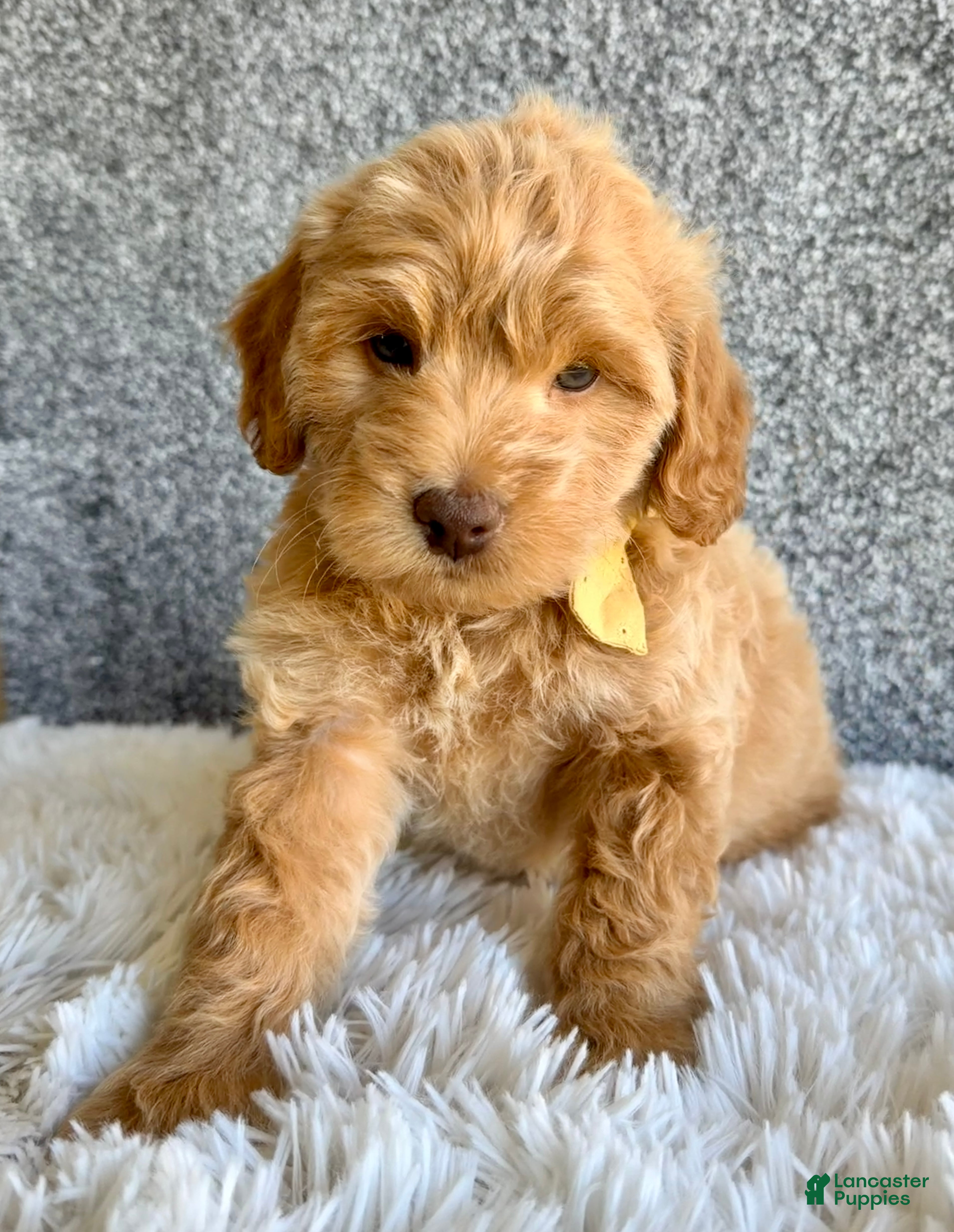 Mini Goldendoodle dogs for sale: Sunshine  - Ad 2