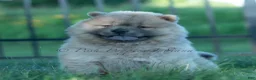 Chow Chow dogs for sale: Bouji - Ad 7