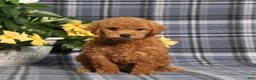 Miniature Poodle dogs for sale: Nutella - Ad 3