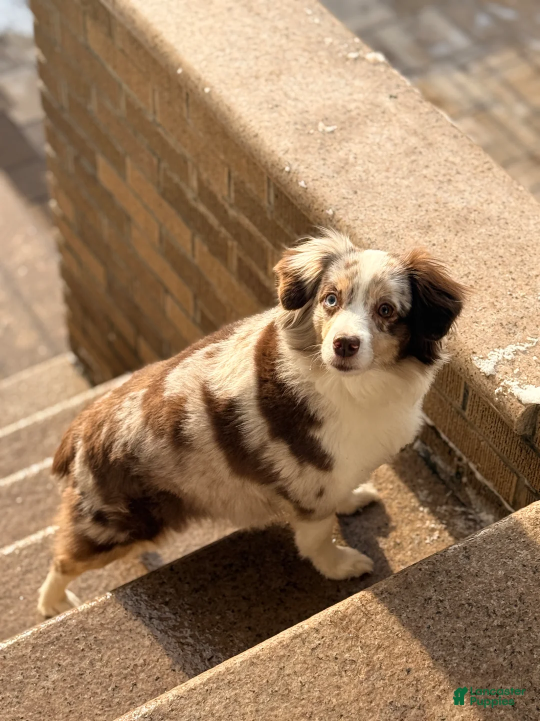 Toy Australian Shepherd dogs for sale: Eve  - Ad 4