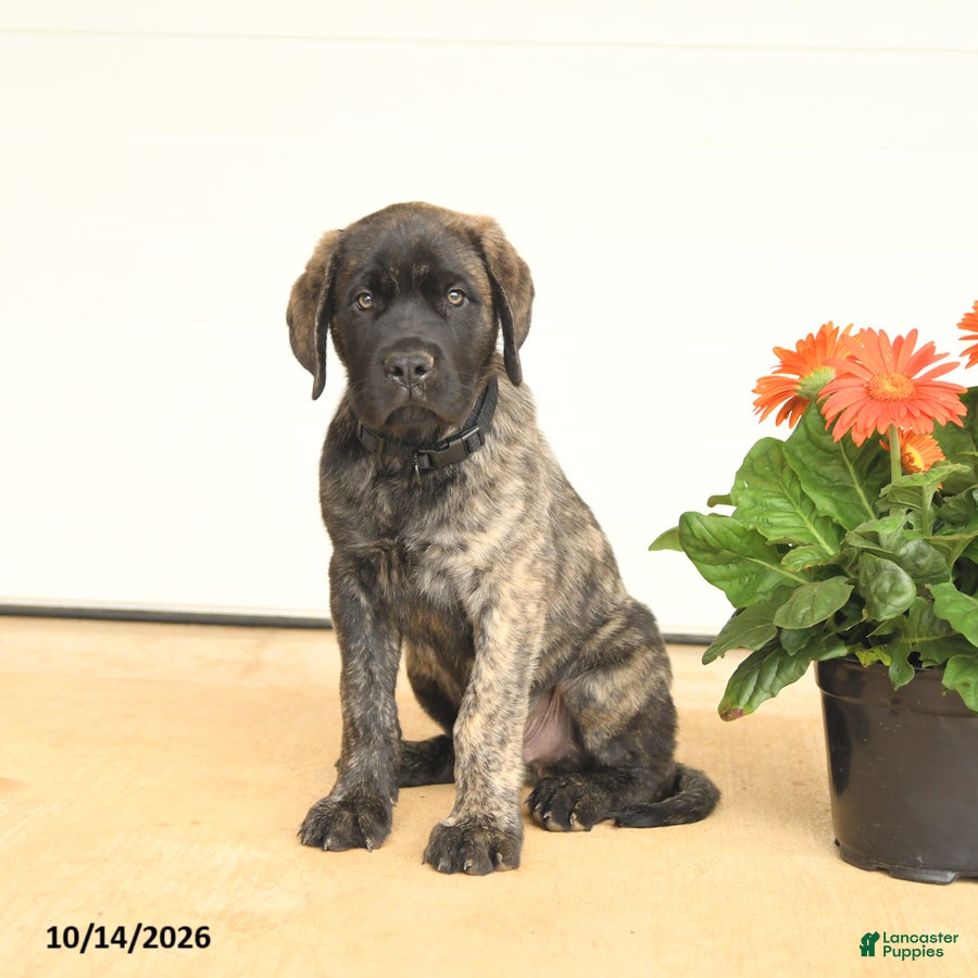 English Mastiff dogs Gilbert - Ad 2