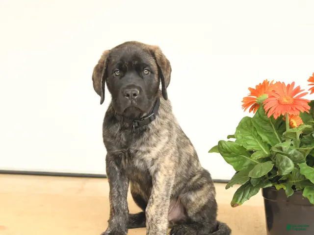 English Mastiff dogs Gilbert - Ad 2