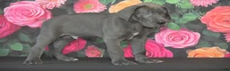 Great Dane dogs for sale: Great Dane 2 - Ad 3