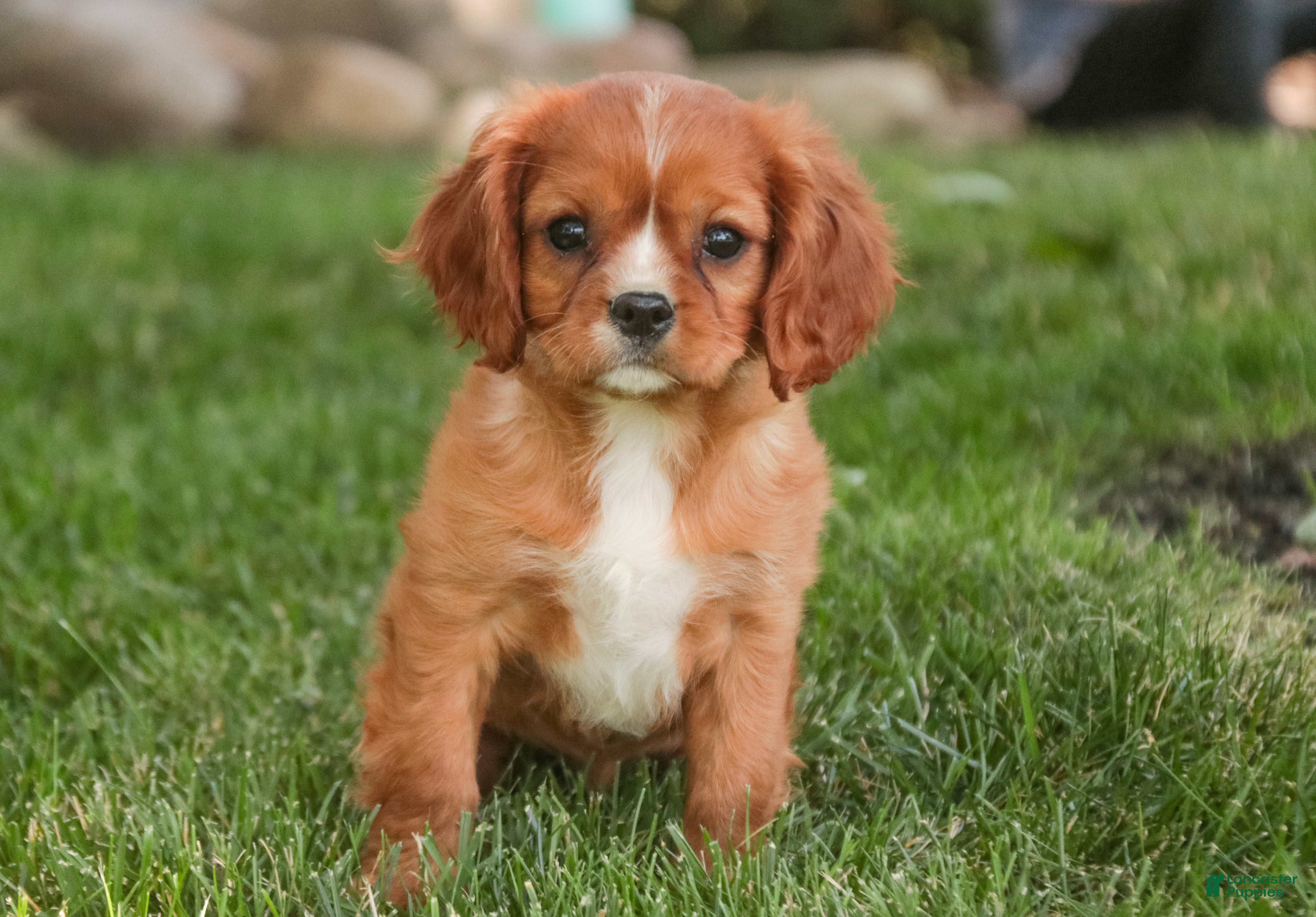 Cavalier King Charles Spaniel dogs Grace Cavalier King Charles Spaniel  - Ad 1