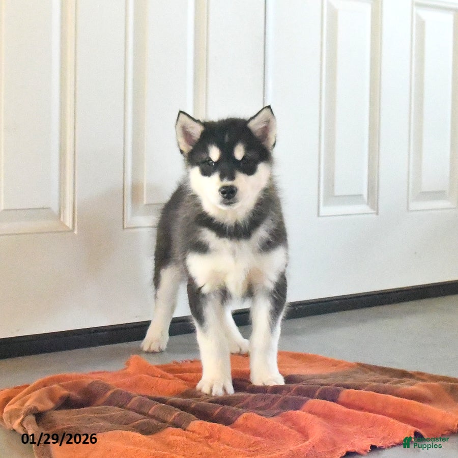 Alaskan Malamute dogs Josie - Ad 2