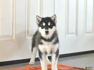Alaskan Malamute dogs Josie - Ad 2