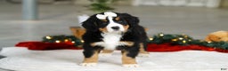 Bernese Mountain Dog dogs for sale: Karly - Ad 6