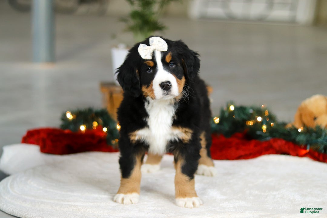 Bernese Mountain Dog dogs for sale: Karly - Ad 6