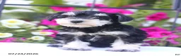 Miniature Schnauzer dogs for sale: Chris - Ad 2