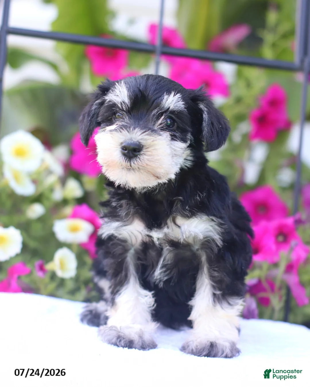 Miniature Schnauzer dogs for sale: Chris - Ad 2