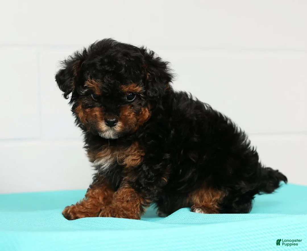 Toy Poodle dogs for sale: Marshey - Ad 4