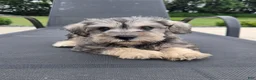 Miniature Schnauzer dogs for sale: Sammy - Ad 4
